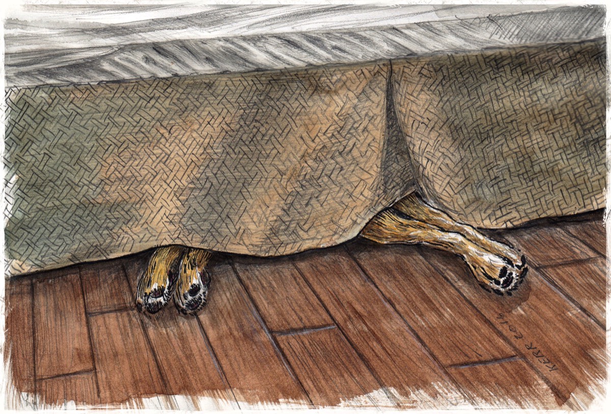 Whiskey Sleeping • Sketchbook