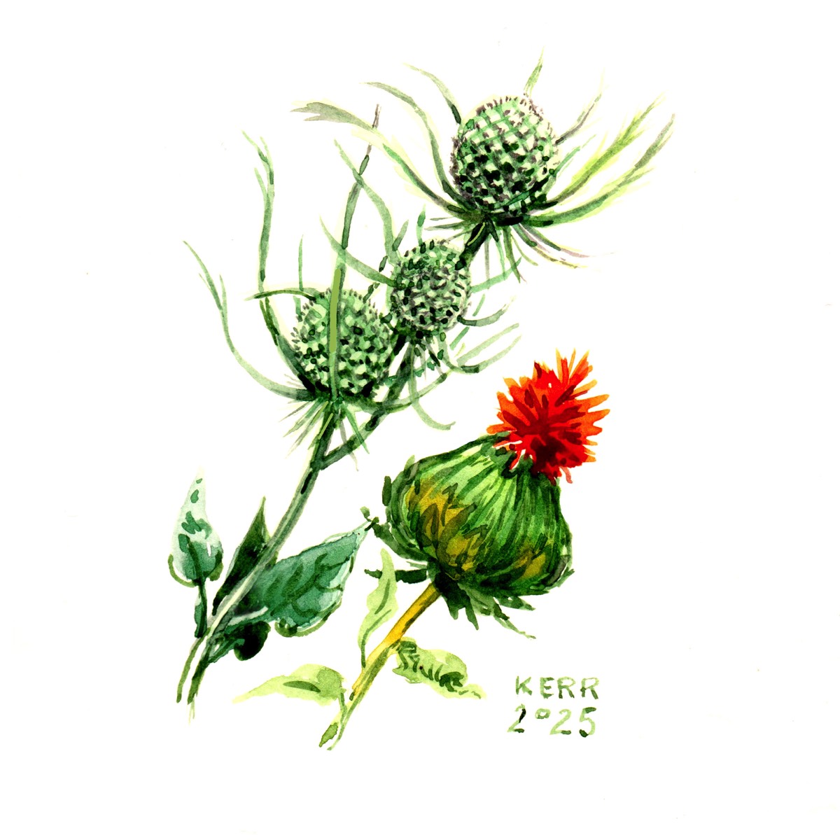 Thistle Study