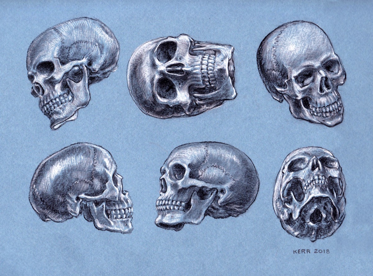 Skull Studies • Charcoal Pencil on Paper